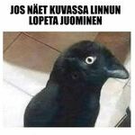 korppi_se_on.jpg