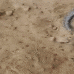 leikkii_kuollutta.gif