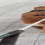 lenkkikamut.gif
