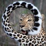 leopard03.jpg