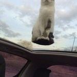 levitating_cat.jpg