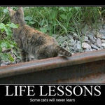 life_lessons_cat.jpg