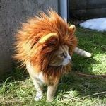 lion_cat.jpg