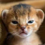 lion_cub.jpg