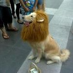 liondog.jpg