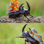 little_froggy_rodeo.jpg