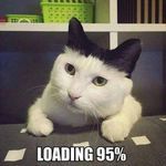 loading_cat.jpg
