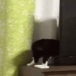 longcat8.gif