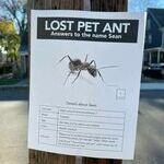 lost_pet_ant.jpg