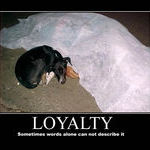loyalty_dog.jpg