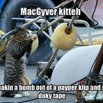 macgyver_kitten.jpg