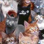 macintosh_cat_desktop.jpg