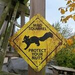 madsquirrel.jpg