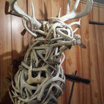magnificent_sculpture_using_antlers.jpg
