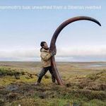 mammoths_tusk.jpg