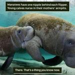 manatees3.jpg