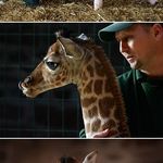 margaret_the_baby_giraffe.jpg