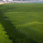massive_algae_bloom_turns_chinese_coastline_green.jpg
