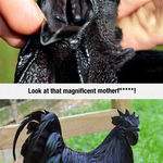meet_the_kadaknath_the_most_metal_chicken_ever.jpg
