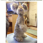 meet_wally_the_angora_bunny.jpg