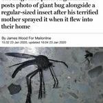 mega_mosquito.jpg