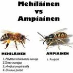 mehilainen_vs_ampiainen2.jpg