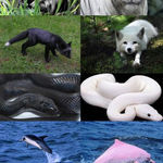 melanism_albinism.jpg