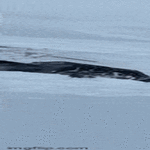 melkee_tuli_päälle.gif