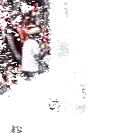 melkein_kostautu.gif