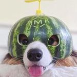 melonhelmet.jpg