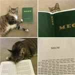 meow2.jpg
