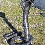 metal_snake.jpg