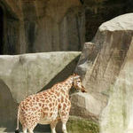 midget_giraffe.jpg