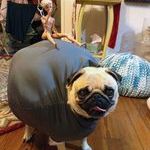miley_cyrus_wrecking_ball_dog_halloween_costume.jpg