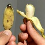minibanana.jpg