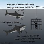misunderstood_sharks.jpg