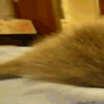 monday_cat.gif