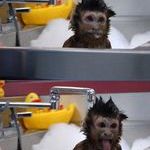monkey_bath_time.jpg