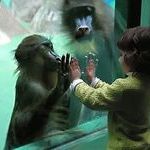 monkeys.jpg