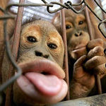 monkeys2.jpg