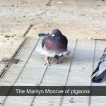monroe_pigeon.jpg