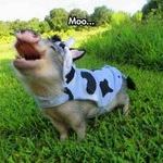 moooo.jpg