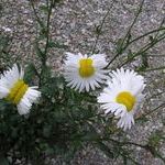 mutant_daisies_from_the_fukushima_disaster_site.jpg