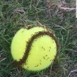 muurahaiset_ja_tennispallo.jpg