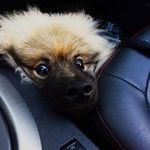 my_dog_face_in_car_wash.jpg