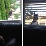 my_neighbors_dog_is_a_stalker.jpg