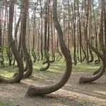 mysterious_crookes_trees_in_poland.jpg