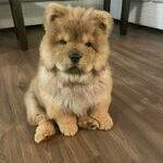 nalle4.jpg