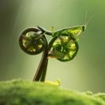 natures_bicycle_art.jpg