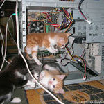 nerd_cats.jpg